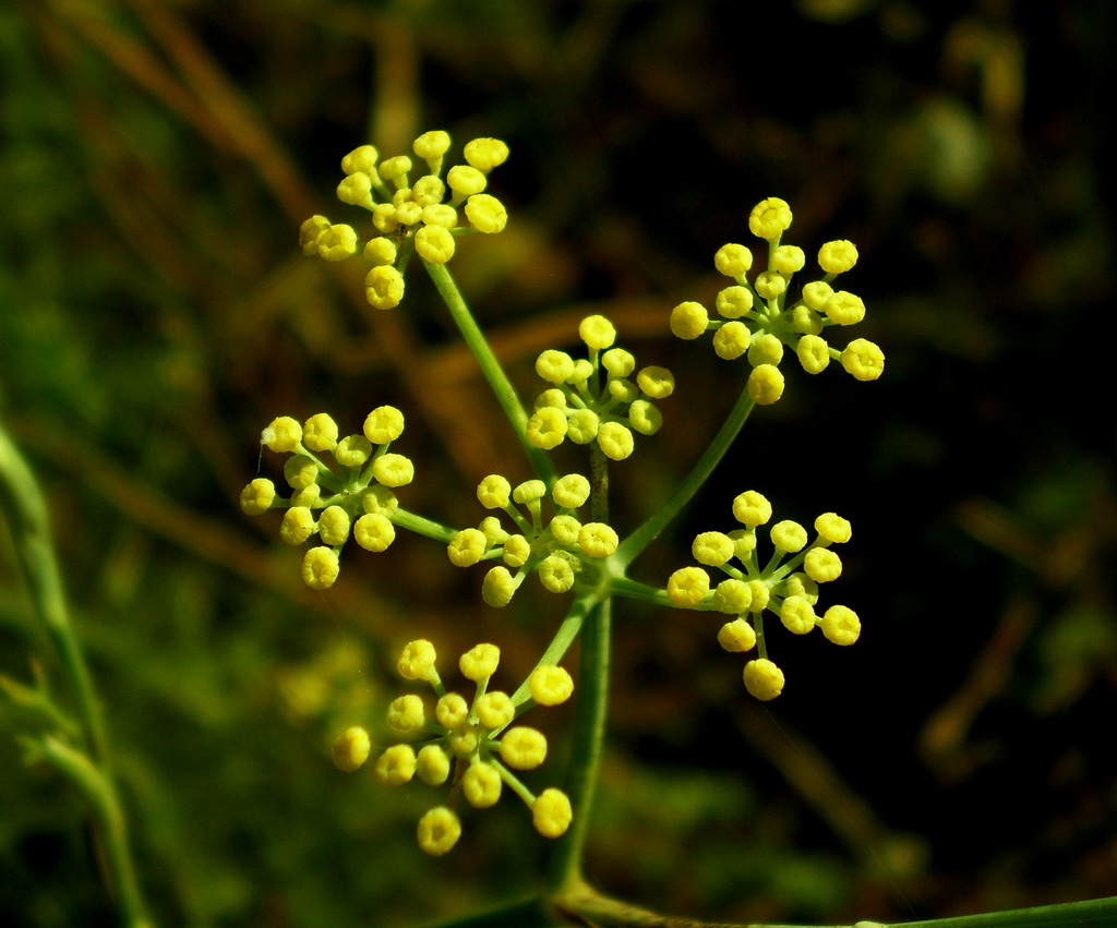 fiore di broccoletto