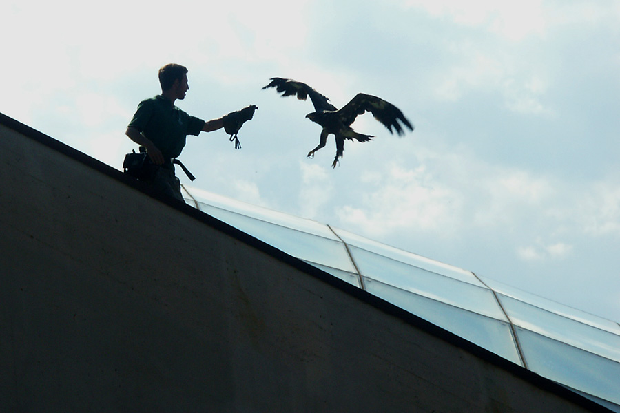 L'aquila e il falconiere