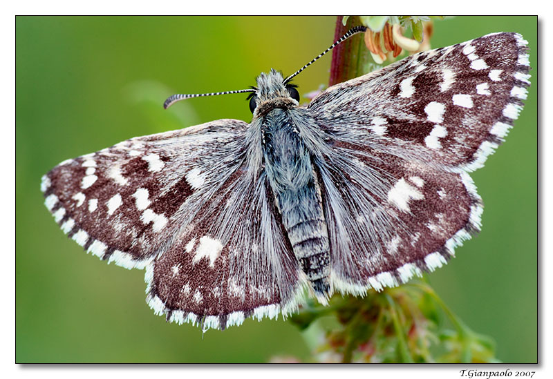 esperide della malva