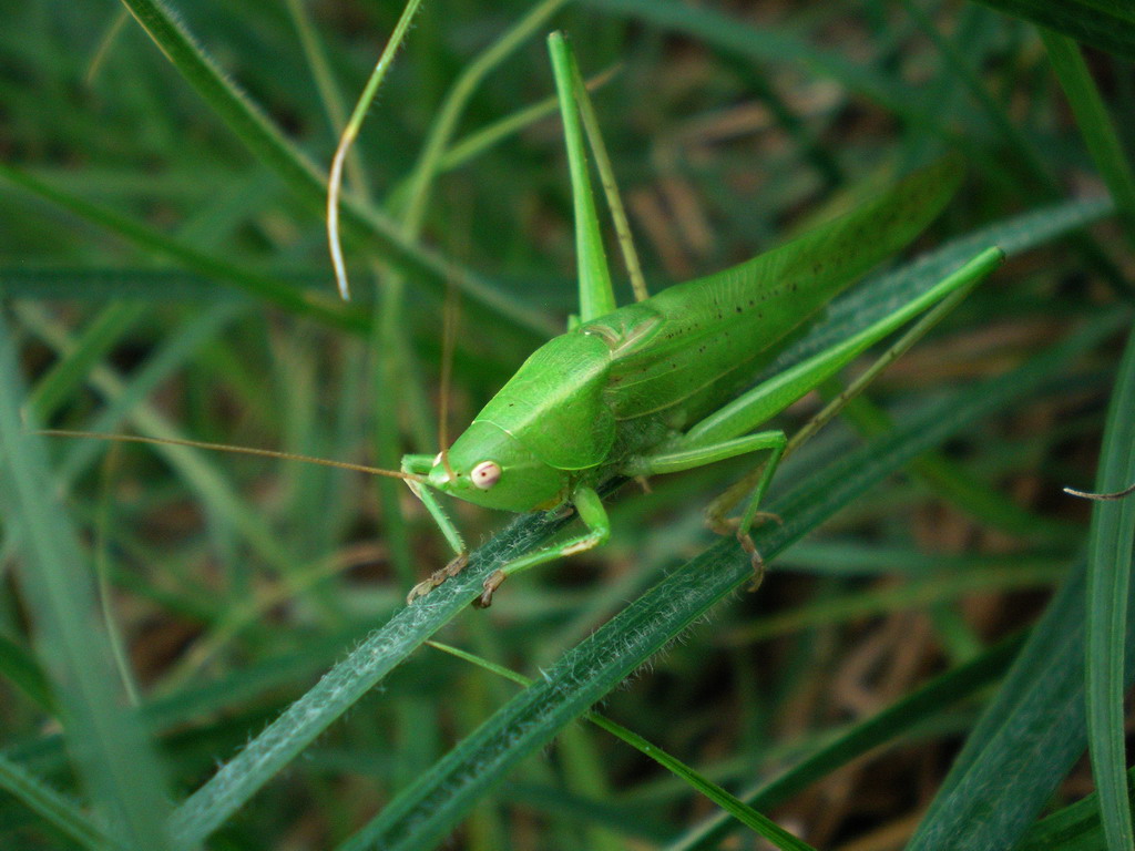 grillo verde