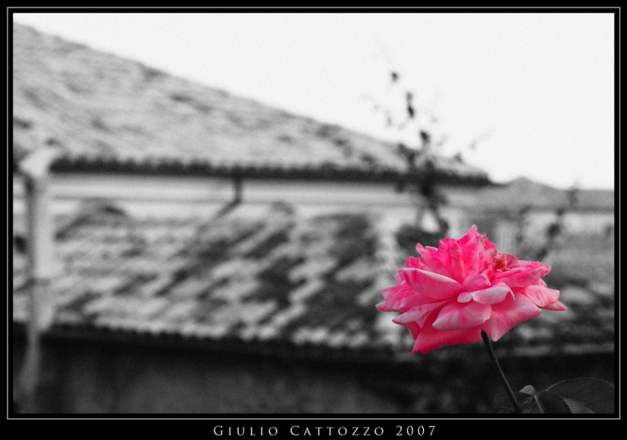 Ti Regaler� Una Rosa