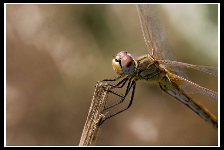 Agrappatata ad un filo