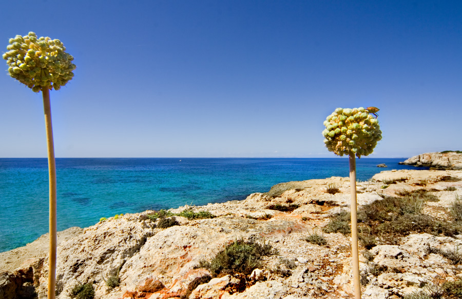 panorama con insetto