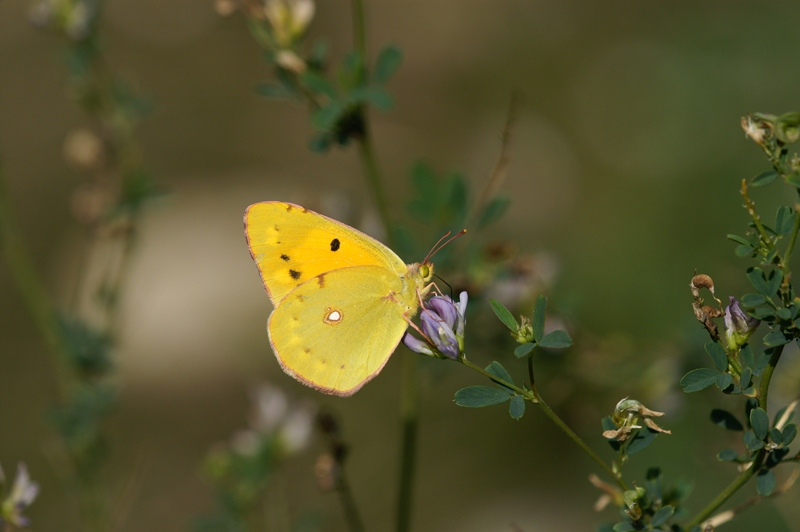 Colias crocea
