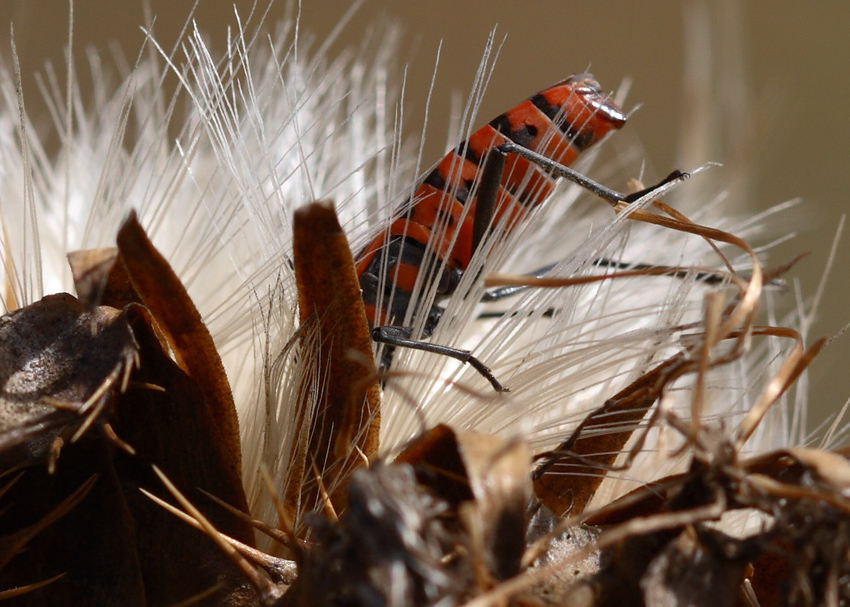 voooooooooglio uuuuusciiiireeeeeeeee