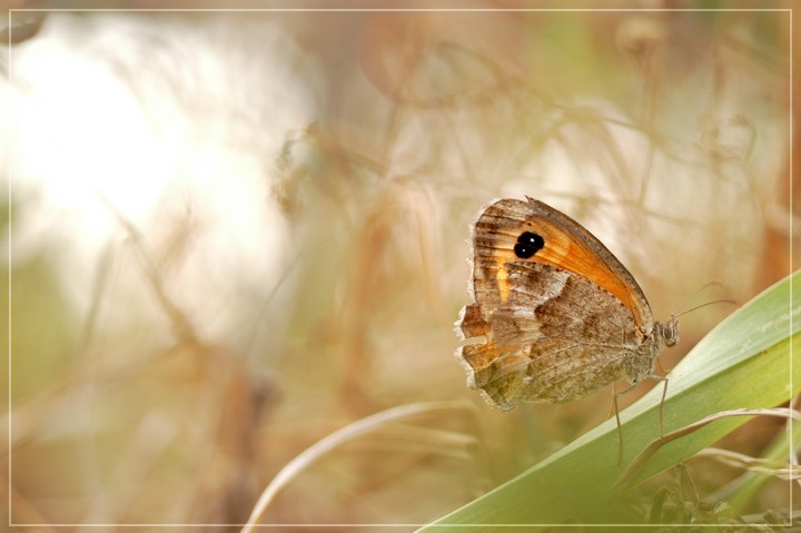 Messaggi Subliminali