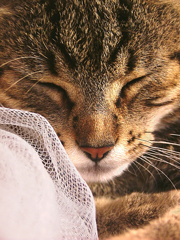 Sonno Profondo . . .