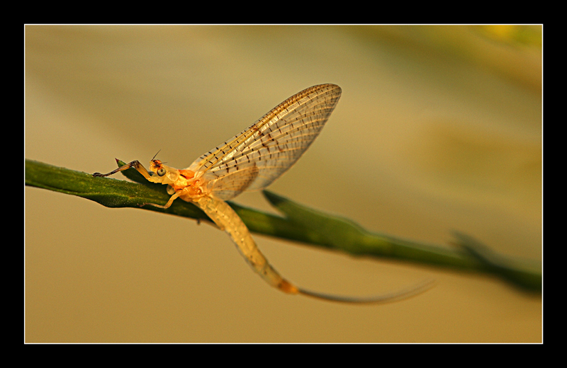 effimera in balia del vento..