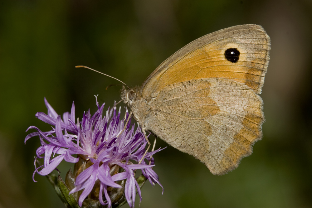 Confronto sigma+tubo - tamron: farfalla con sigma