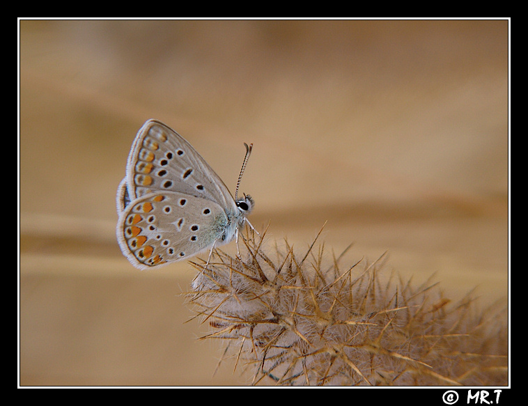 ...un'altra piccina...