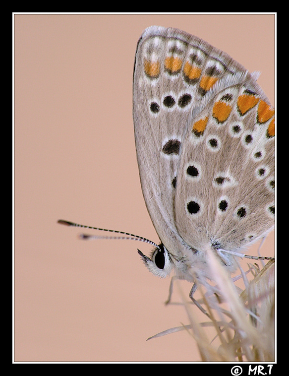 ...mezzo busto di licenide...