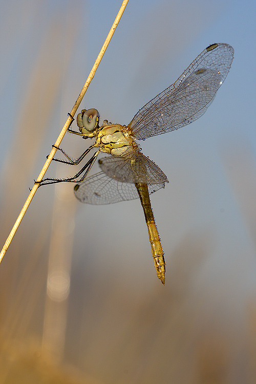 Libellula e rugiada 2