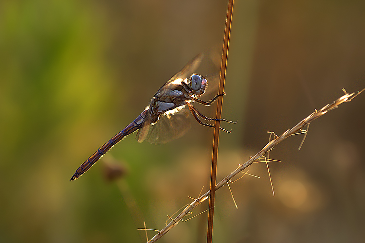 La libellula che si credeva una stella