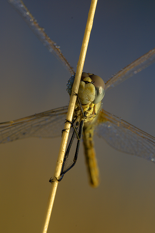 Ritratto di libellula