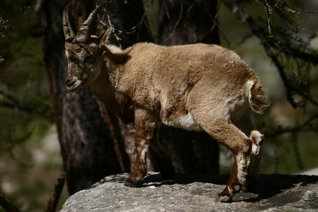 Piccolo di stambecco