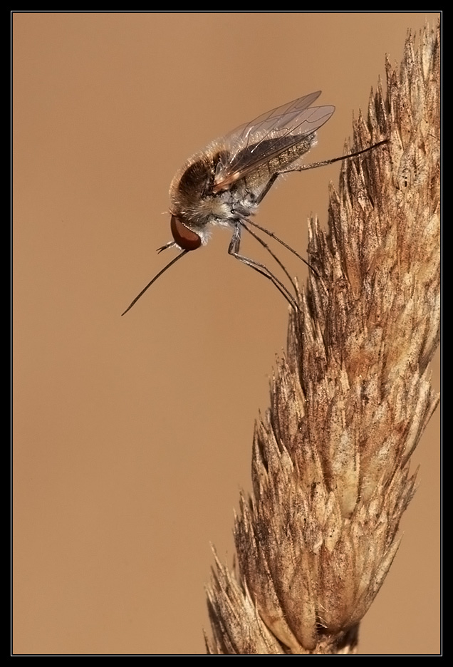 Bombylius minor
