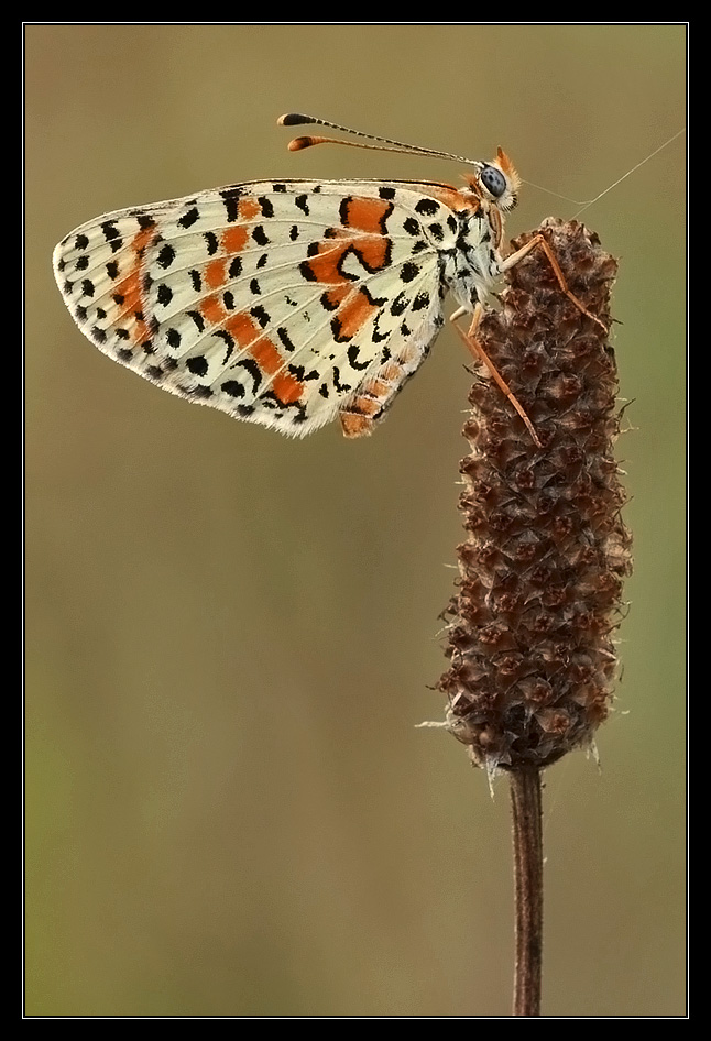 Melitaea e ragnatela