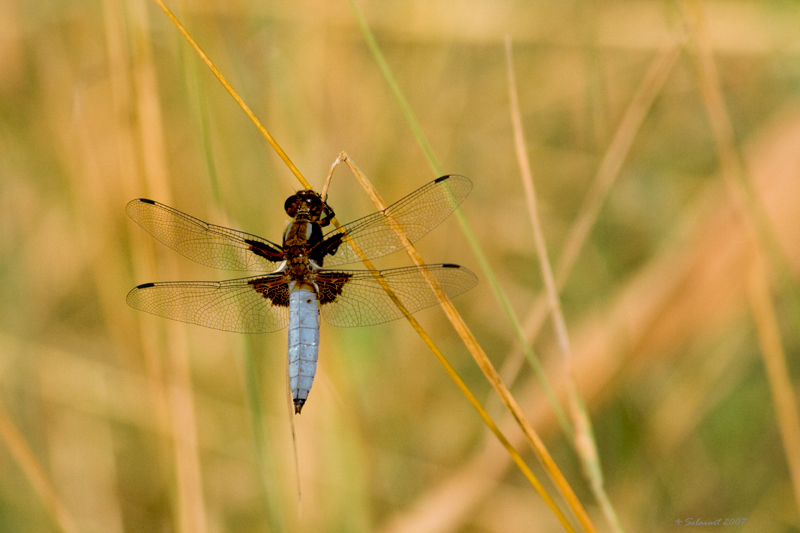 Libellula VanGogh