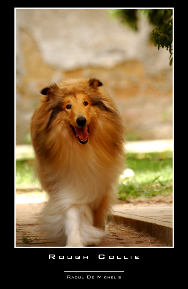 Collie