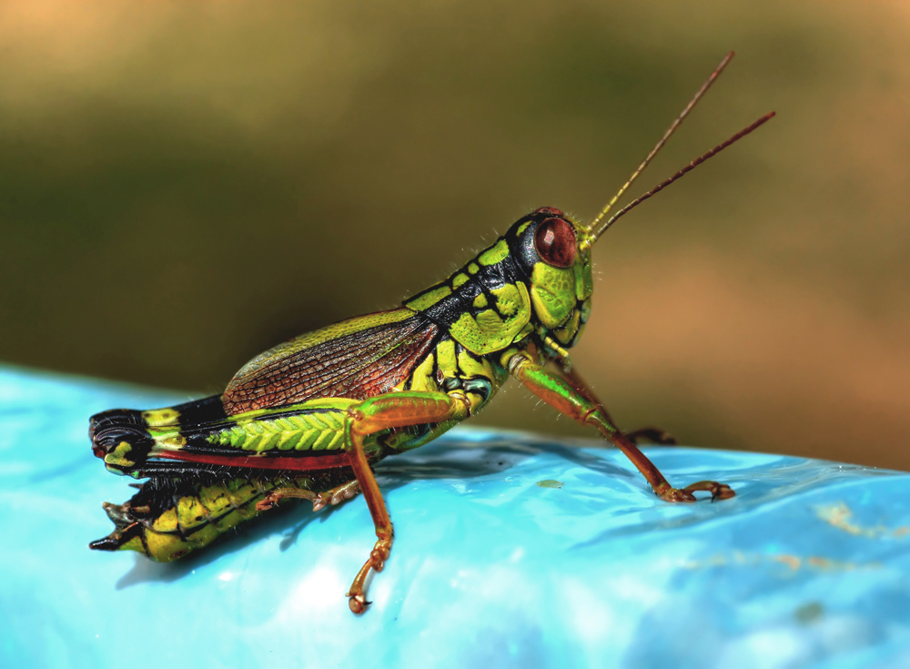 Cavalletta true colors