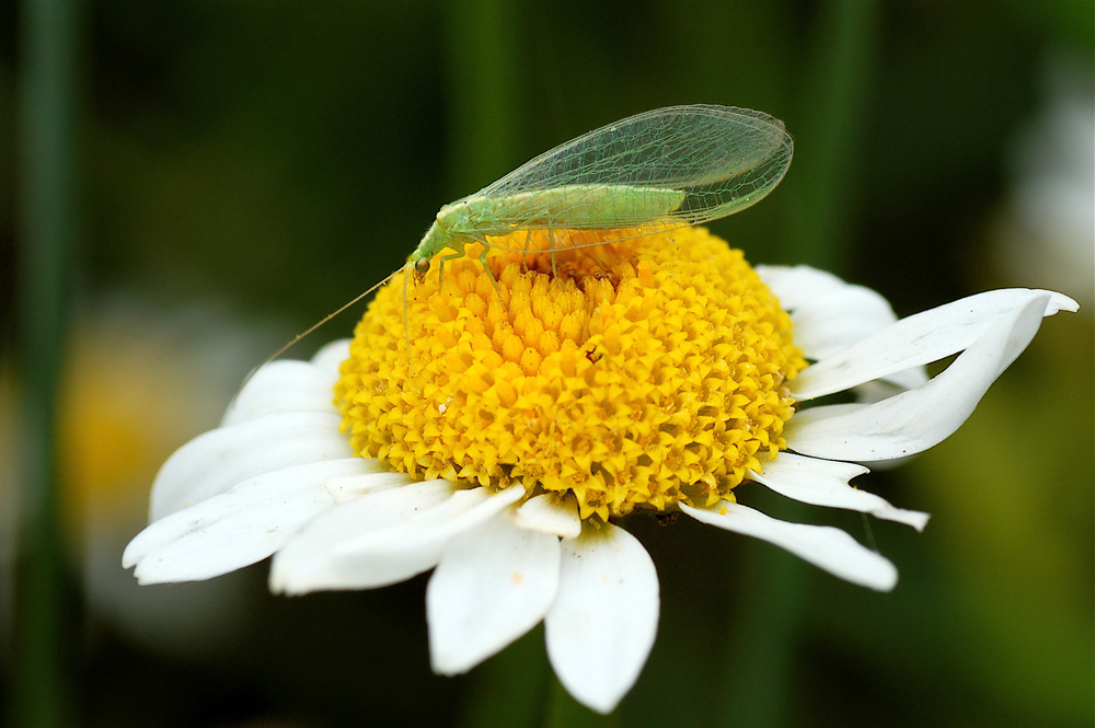 Trasparenze a...Castelluccio