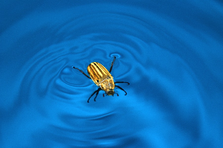 calabrone in piscina