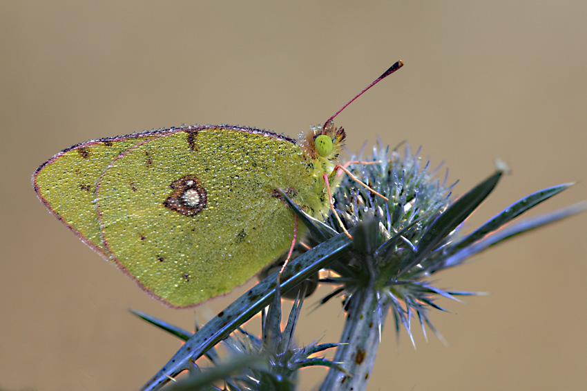 colias crocea