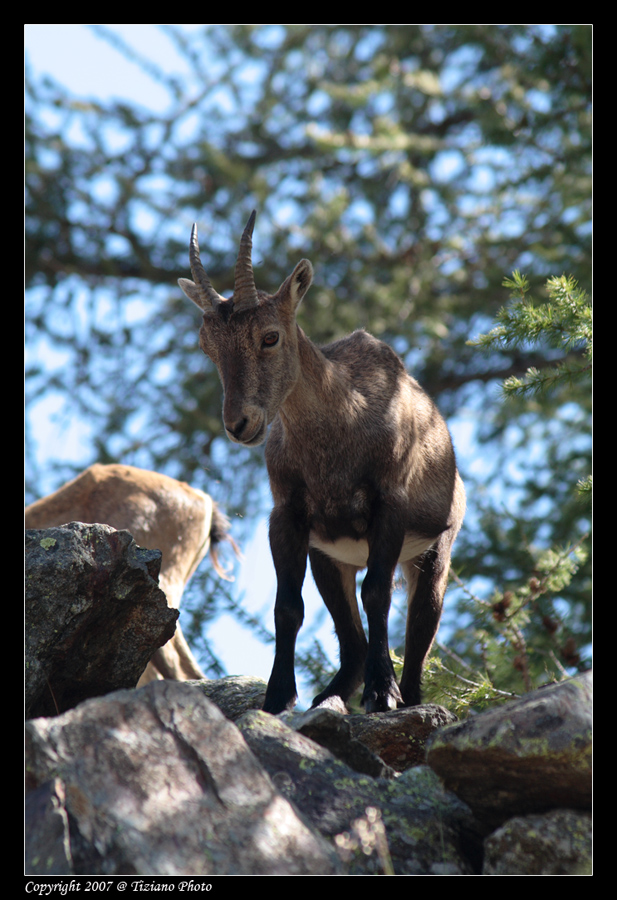 Stambecco in Val Veny 2
