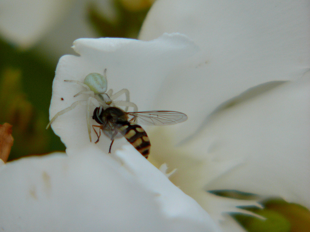 La preda e il predatore