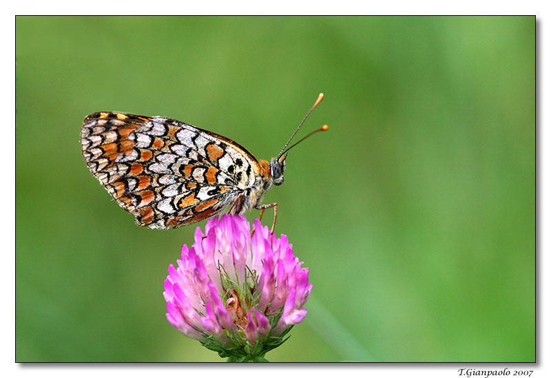 Melitaea phoebe