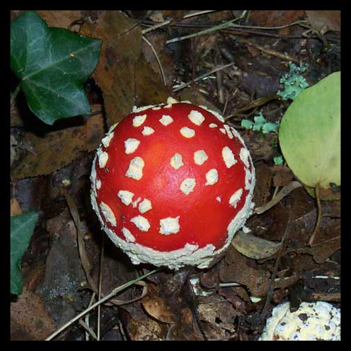 forestapaimpontfungo