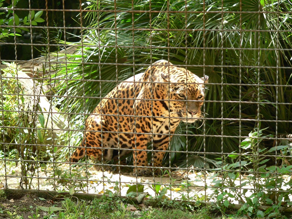 Leopardo