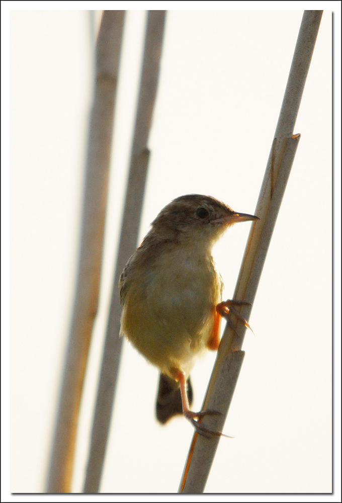 Passero in controluce