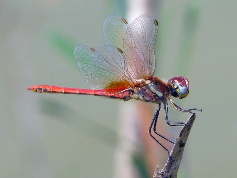 dragonfly 1
