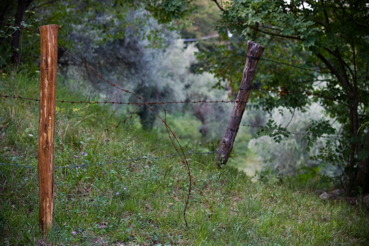 verso il bosco incantato