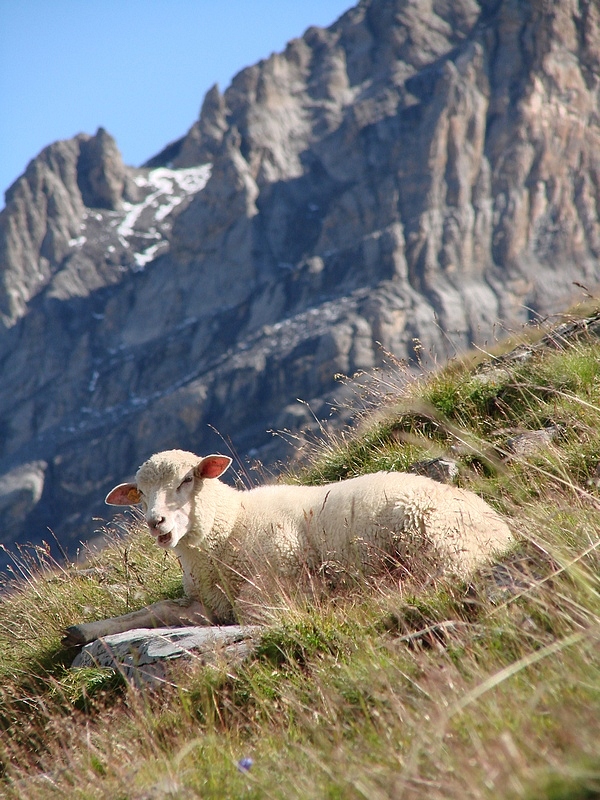 Beata fra gli alpeggi