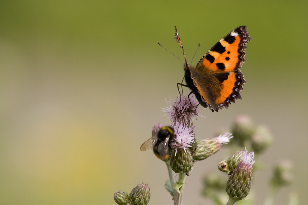 Nymphalis polychloros