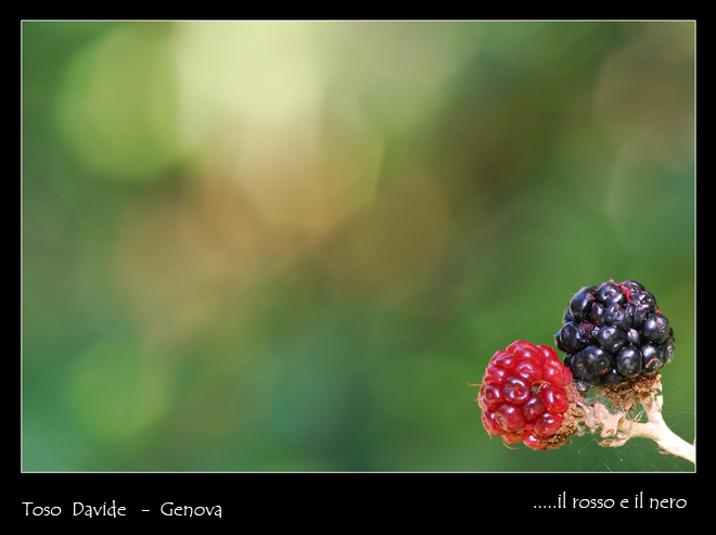 ...il rosso e il nero
