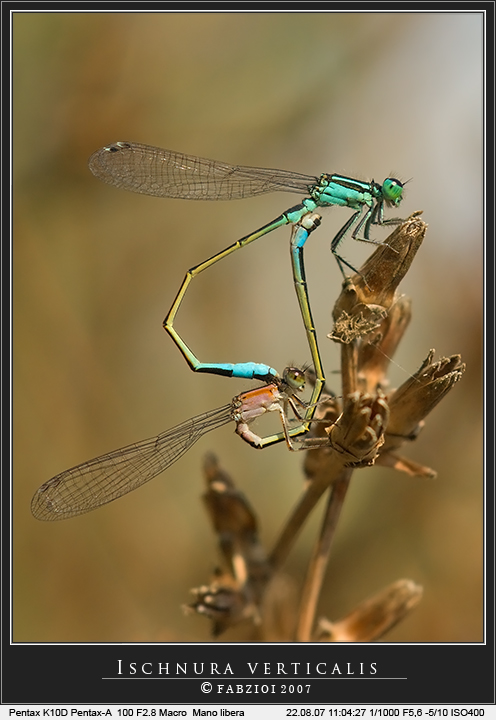 Ischnura verticalis in accoppiamento... quasi un dipinto!