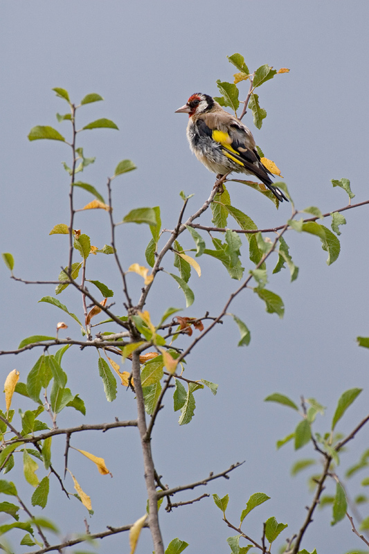Cardellino ambientato