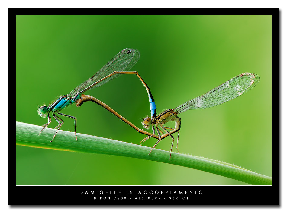 Damigelle in accoppiamento