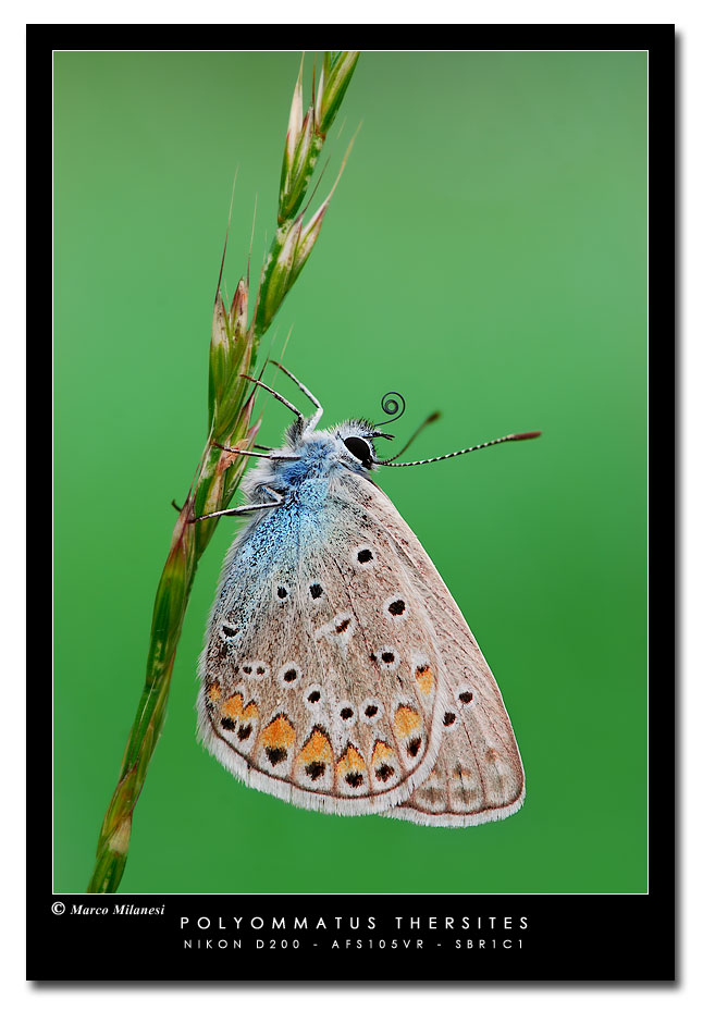 Licenide con spirotromba