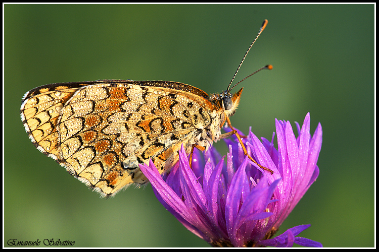 Semplice farfalla con rugiada