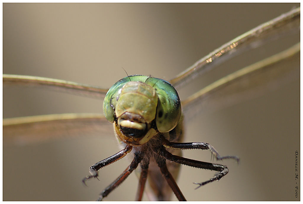 Se mi guardi ti faccio una foto!!!!