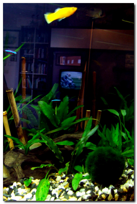 Paesaggio....tv...Omaggio a  Schifano