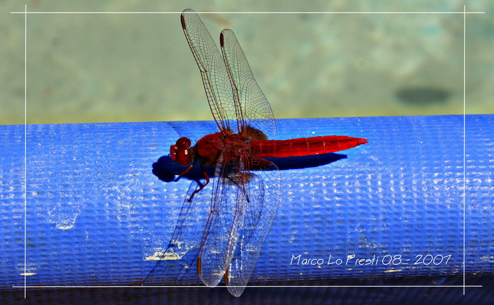 Red Dragonfly 02