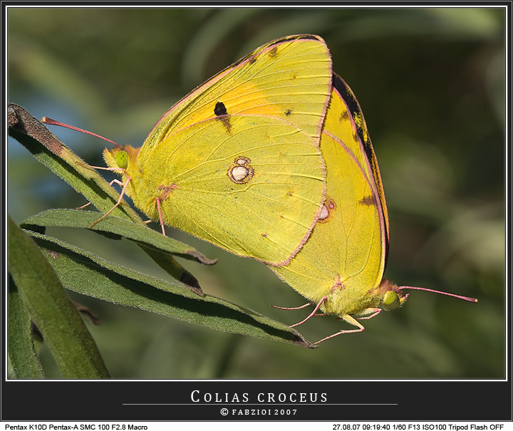 Un solo corpo... una sola anima!