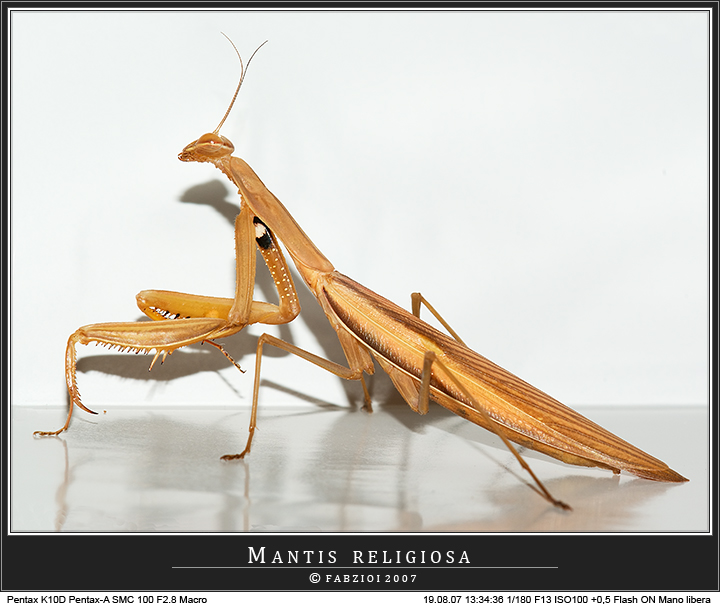 Mantis religiosa... in Hi-Light 2 !
