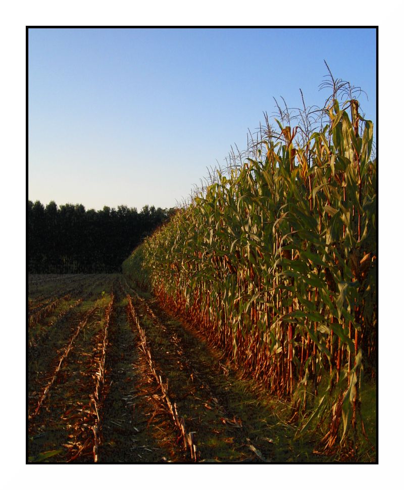 Un pomeriggio in campagna