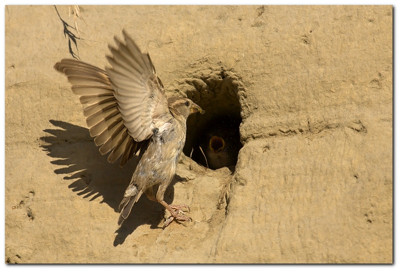 Babbo, mamma e figli